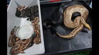 How I setup and feed hatchling Short Tail Pythons!