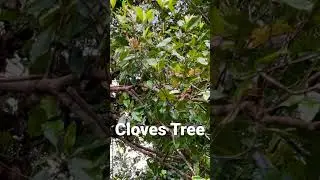 Cloves (Laung) Tree 🌳 #trending #shorts #viral #cloves #tree #masala