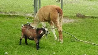 ラマの子とピグミーゴート　Baby lama and Pygmy goat 2016 0715