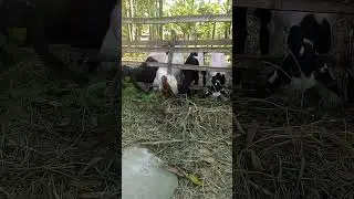 kambing mandras#kambing #etawahnews