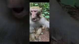 The Adult Monkey Looking For My Friend  Walk Near it | #Short