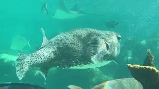 A pufferfish that I saw at St. Regis hotel.
