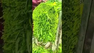 Cutting many fresh green vegetable stalks neatly using a manual metal blade tool in an outdoor area