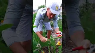 Eating ALL of the squash plant?