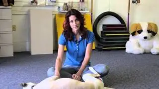 How Is Pack Behavior in Dogs Manifested? : Dog Training & More