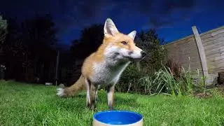 Red fox (Vulpes vulpes) feeding from a bowl in a garden, Birmingham, UK