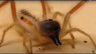 Amazing! Camel Spider With Poison Scorpion! Warning Live Feeding