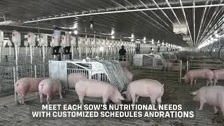 AP's Gestation Sow Feeder