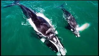 MellaAfrica: Hermanus drone whale watching.