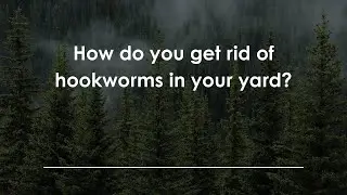 How do you get rid of hookworms in your yard?