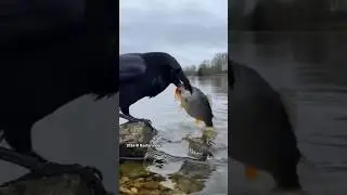 Bird Fishing with Bread #viral #shortsvideo #funny #shorts #birds #animals