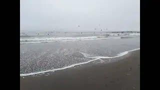 seaside animals