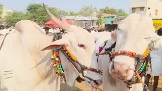 కిలారి సేద్యపు ఎద్దుల రేట్లు_Yemmiganur market Khilari bull's video's