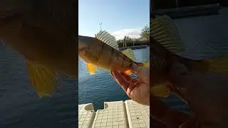 catching perch on a trout magnet #columbia river #oregon #fishing #perch#troutmagnet