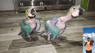 my EndLs pets