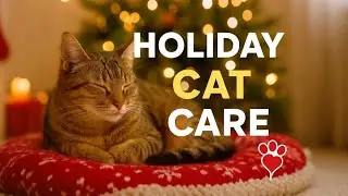 Holiday Cat Care 🎄🐾 | Keep Your Cat Happy, Warm & Safe This Winter! ❤️