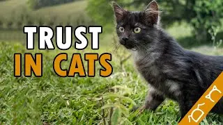 7 Signs That Your Cat Trust You