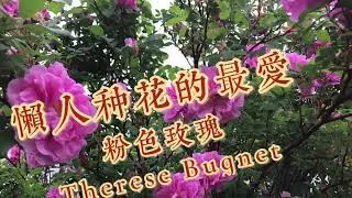懒人种花的选择Therese Bugnet 粉色玫瑰