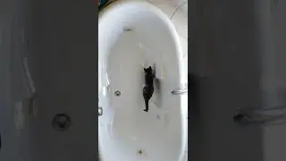 A young cat playing with ping pong balls in bath tub. 39 Seconds
