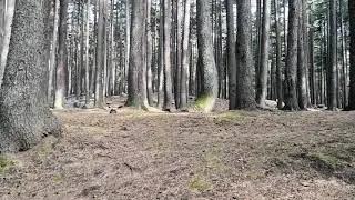 Ushu forest in kalam swat