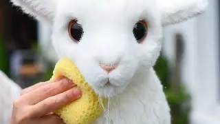 Rescuing The World&rsquo;s Dirtiest Glittery Goat | ASMR