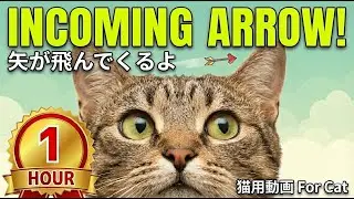 1 HOUR Incoming Arrow Video for Cats 🏹🐱Fast Reflex Training　　　　　猫が目を見開く&hellip;👀 矢が飛んでくる【1時間耐久】集中・暇つぶし