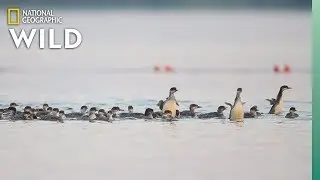 Why This Mama Duck Has Her Ducklings in a Row&mdash;All 76 of Them | Nat Geo Wild