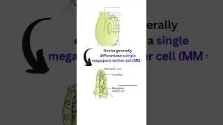 #megasporogenesis #ovule  #cbse12thbiology #2026boardexam #cbse
