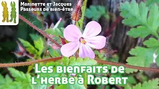 Les bienfaits de l'Herbe &agrave; Robert - Geranium robertianum - Les visites de Spagyrusz.