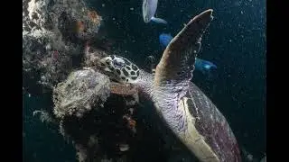 SCUBA ::: Turtle @ HTMS Hardeep Wreck Dive , 2022.july.09