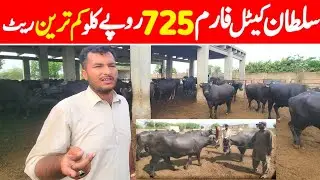 Buffalo Dairy Farm New Video | Dairy Farm Business Investment | Pakistani Buffalo Dairy Farm 