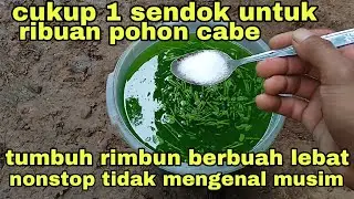 cukup 1 sendok untuk ribuan tanaman cabe tumbuh subur rimbun berbuah lebat nonstop