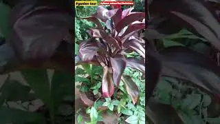 Dracaena plant #dracena ruby red #garden tour