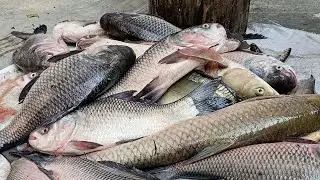 🔴 Sea Fish Cutting & Cleaning Live | Real ASMR Sounds | Fresh Catch Today