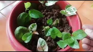 Different types of Pothos||Indoor plants||Home grown