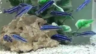 Maingano Cichlid