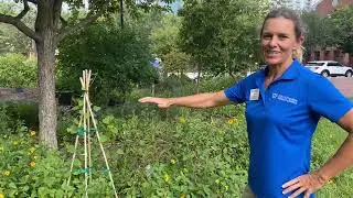 Downtown Orlando Florida Native Wildflower Planting at Orange County Administration Building