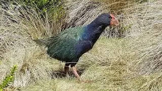 Takahē population soars above 400