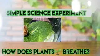 HOW DO PLANTS BREATHE? HERE IS AN EXPERIMENT #shortvideo #how #science #scienceexperiment