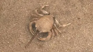 Saving a few Masked Crabs; Low Tide Walk; Tenby, Pembrokeshire, UK March 2020