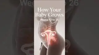 Pregnancy Explained: Baby Growth Inside the Womb | Second Trimester (Weeks 13&ndash;26) #naturalbirth