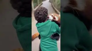 Красная панда встретила своего друга-человека 💖