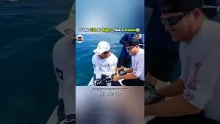 This Fish Is Bigger Than a Human !!🦈😱 #shorts