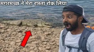 I accidentally saw a crocodile in Narmada parikrma 