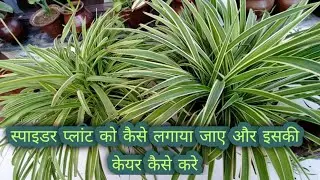 Spider plant care tips and how to grow it in 2 easy steps || plants Kingdom ||