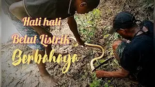 Mancing Belut Listrik || Ikan Baung