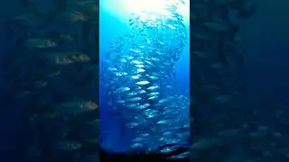 is this a tornado&hellip; or sardines? #seaanimal   #shorts