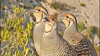 Gray Francolin Voice | Teetar Ki Awaz 