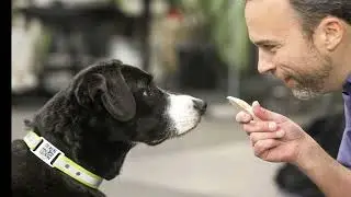 Keep your pets safe with PetHub pet ID