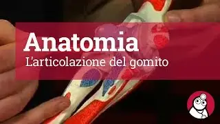 Anatomia: L'articolazione del gomito